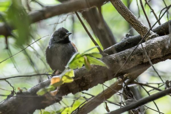 Buff-fronted Foliage-gleaner