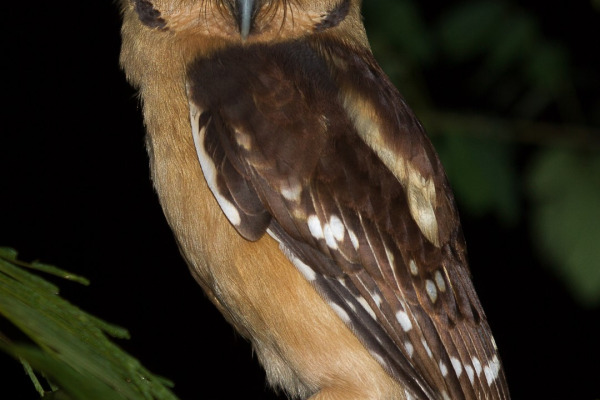 Buff-fronted Owl