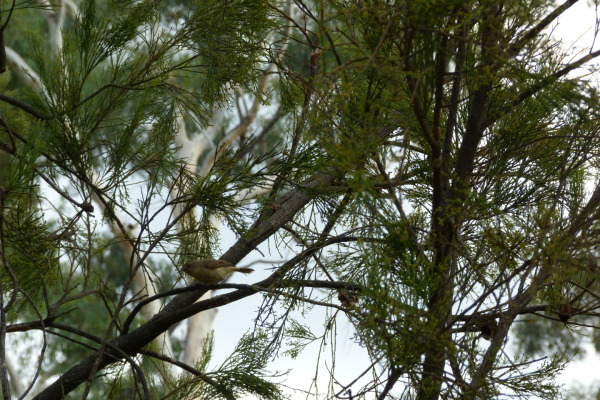 Buff-rumped Thornbill