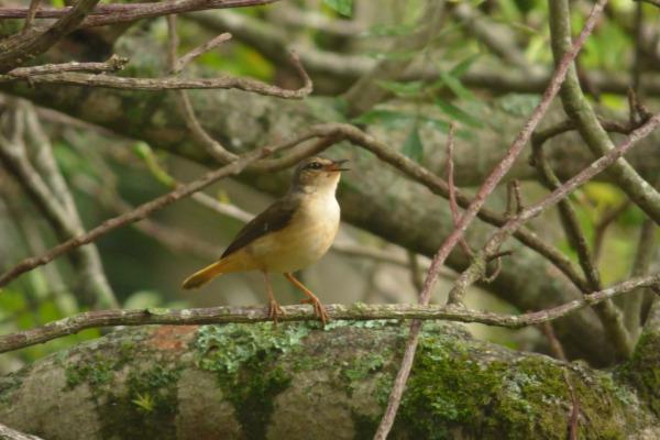 Buff-rumped Warbler