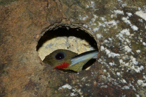 Buff-rumped Woodpecker