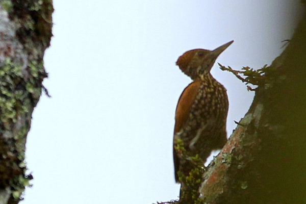 Buff-spotted Flameback