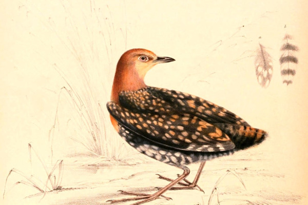 Buff-spotted Flufftail