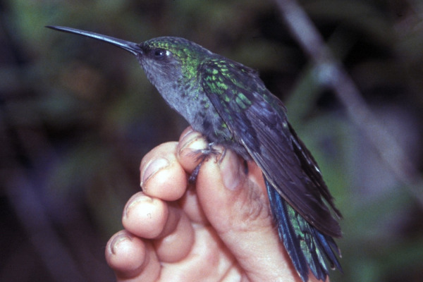 Buff-tailed Coronet