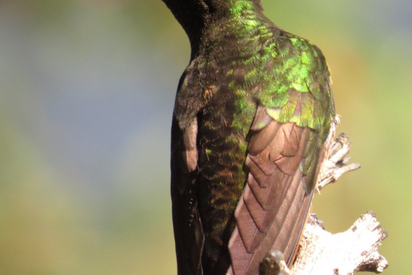 Buff-tailed Coronet