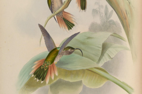 Buff-tailed Sicklebill