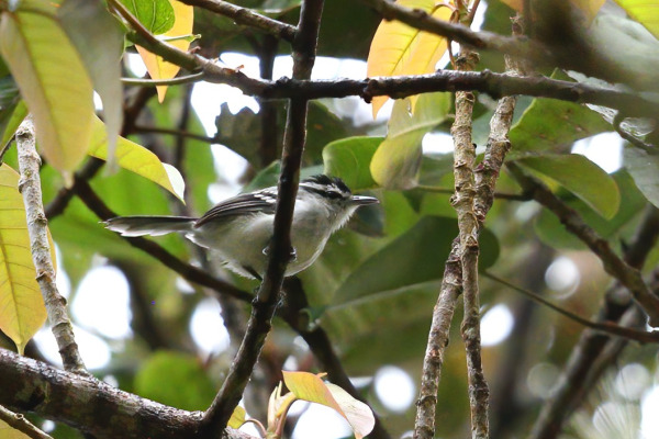 Buff-throated foliage-gleaner