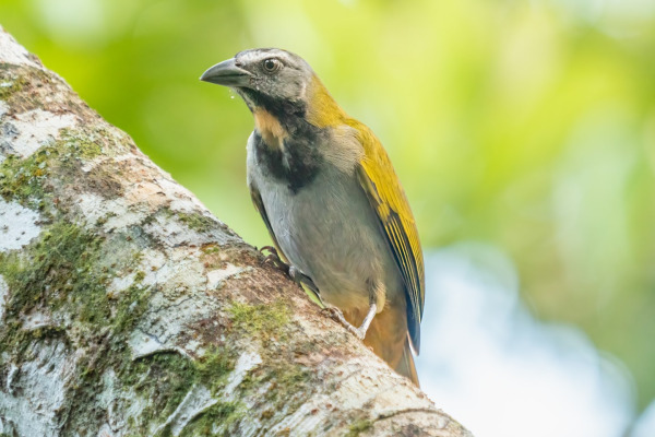 Buff-throated Saltator