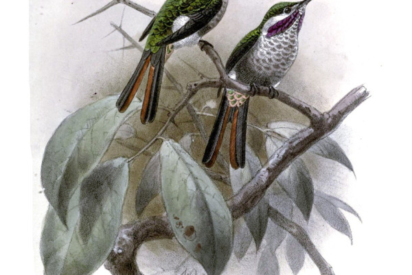 Buff-throated Starfrontlet