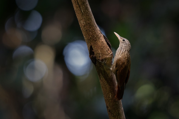 Buff-throated Woodcreeper