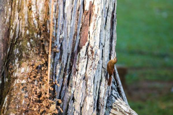 Buff-throated Woodcreeper