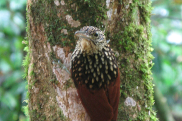 Buff-throated Woodcreeper