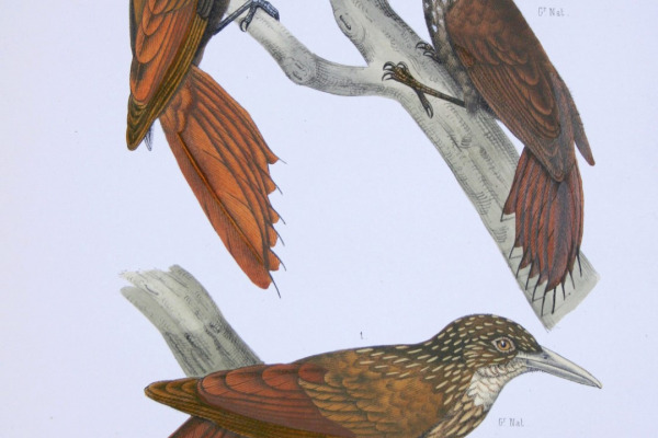 Buff-throated Woodcreeper