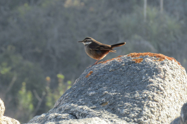 Buff-winged Cinclodes