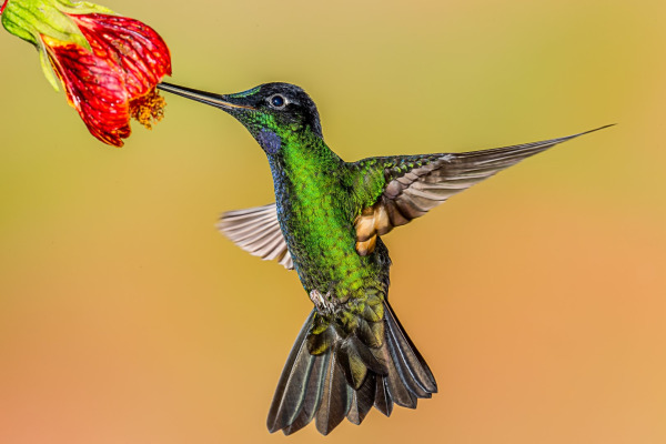 Buff-winged Starfrontlet