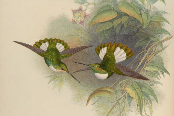 Buff-winged Starfrontlet