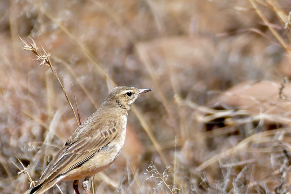 Buffy Pipit