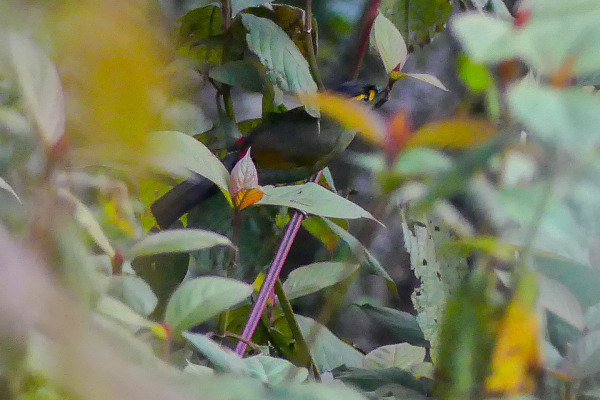 Bugun Liocichla