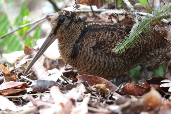Bukidnon woodcock