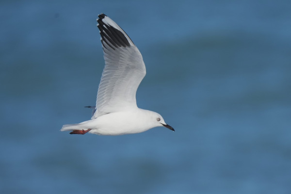 Buller's gull