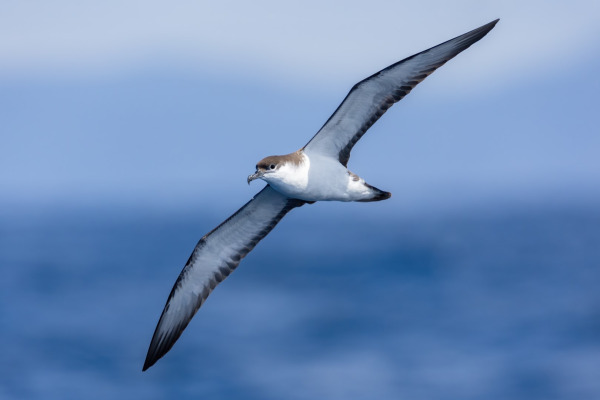 Buller's Shearwater