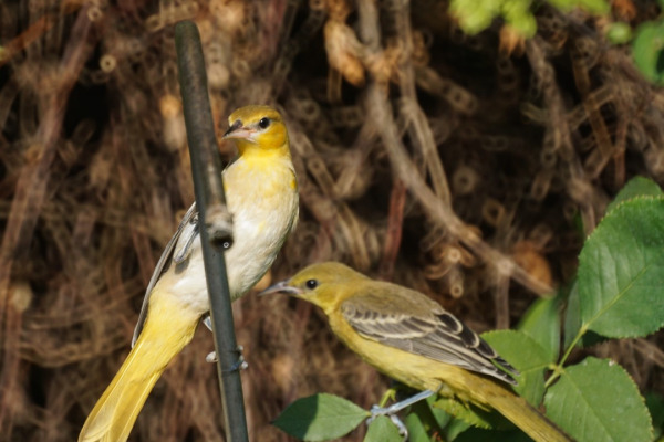 Bullock's Oriole
