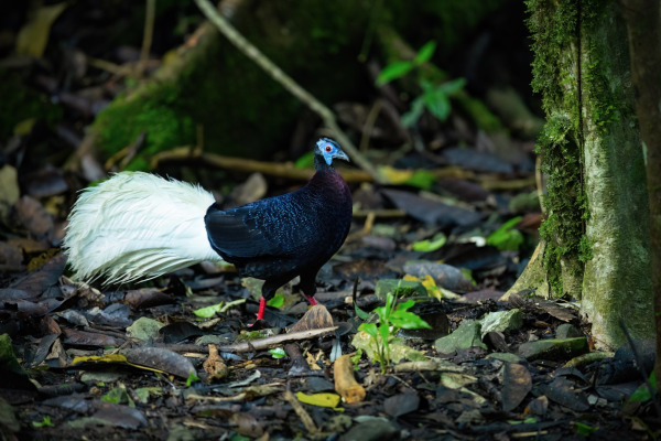 Bulwer's Pheasant