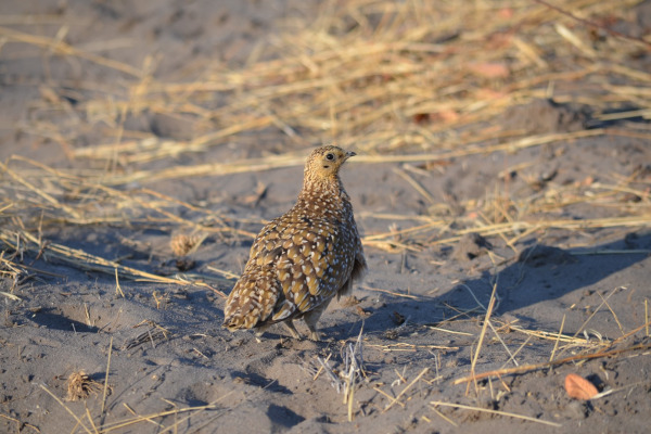 Burchell's Sandgrouse