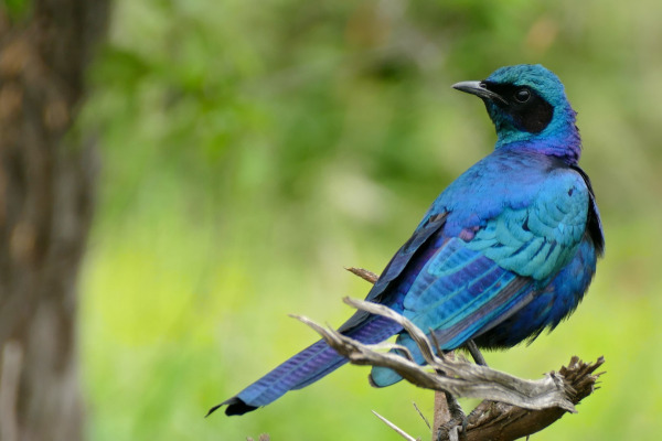Burchell's Starling