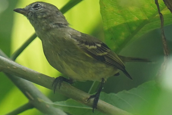 Burmeister's Cordulid