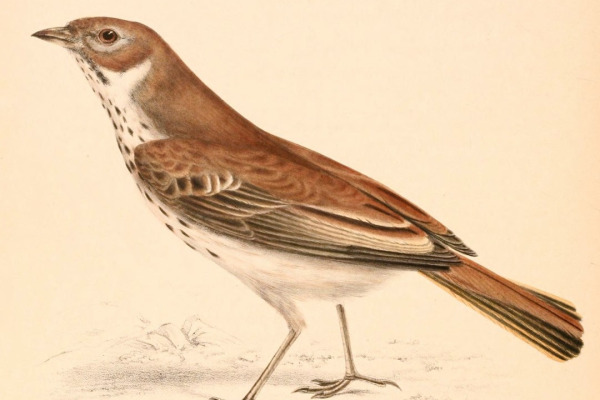 Burr's Lark