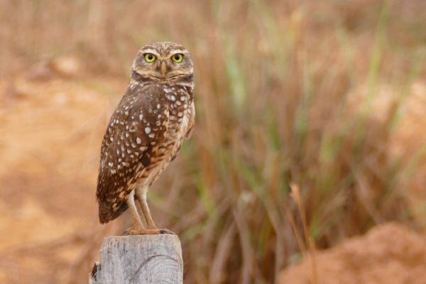 Burrowing Owl