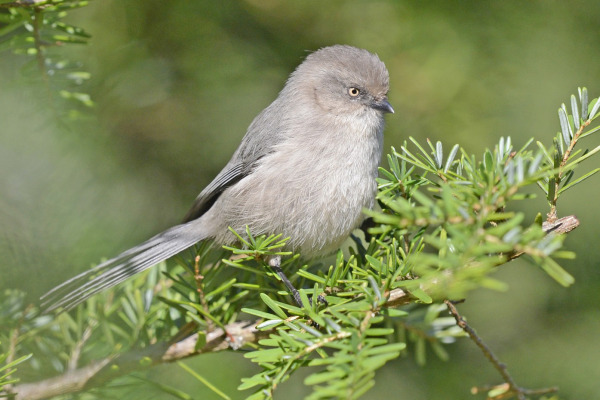 Bushtit