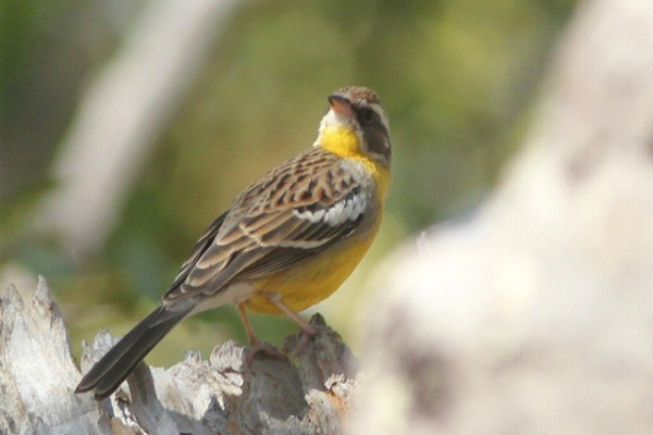 Cabanis's bunting
