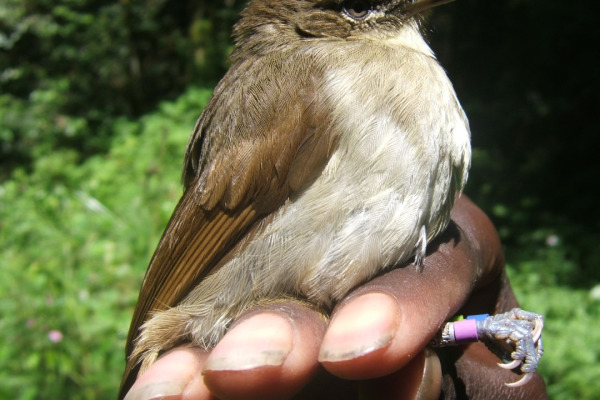 Cabanis's Greenbul