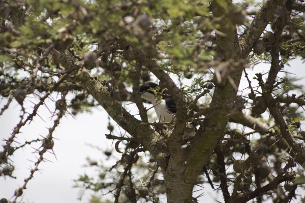 Cabanis's Shrike