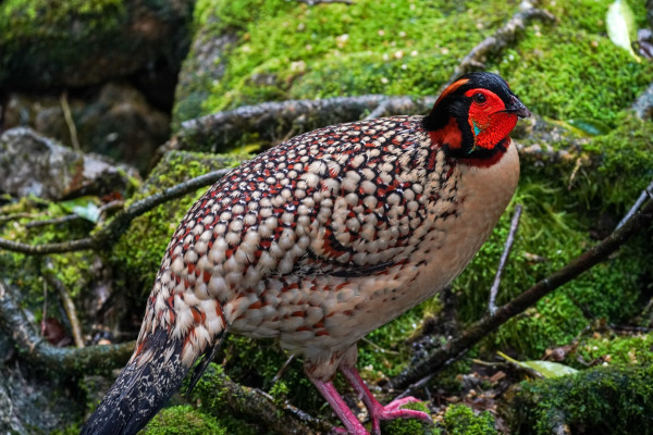 Cabrera's Tragopan