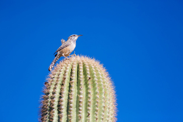 Cactus Wren