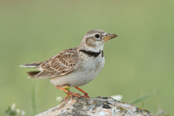 Calandra Lark