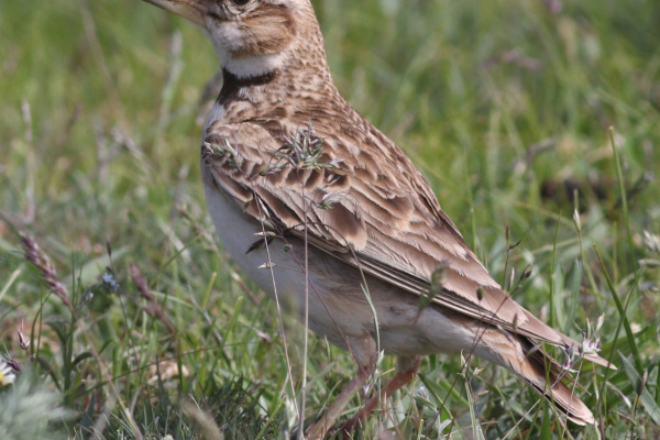 Calandra Lark