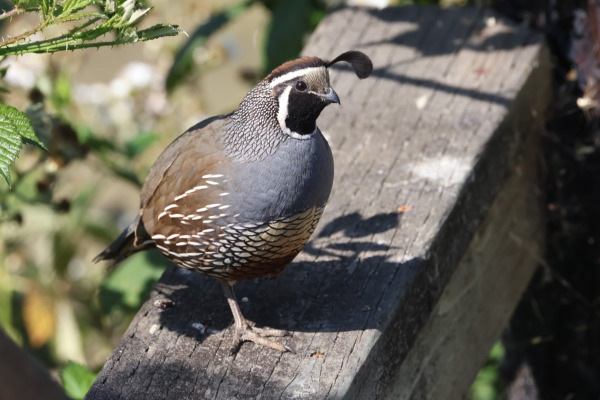 California Quail