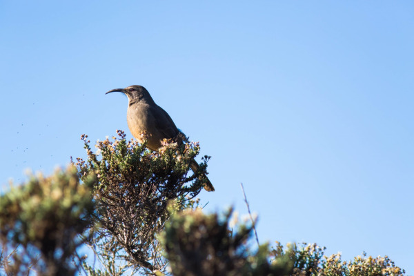 California Thrasher