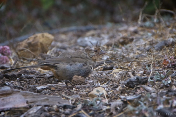 California Towhee