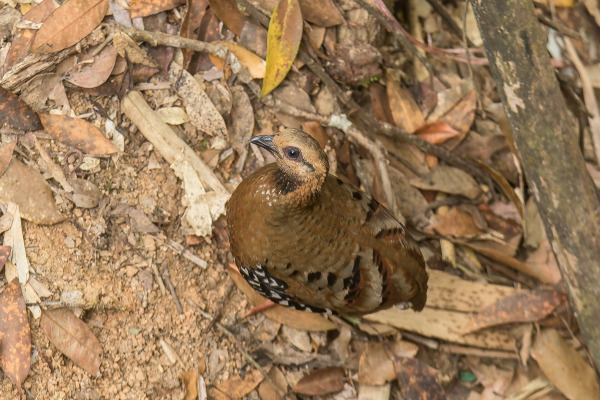 Cambodian Partridge