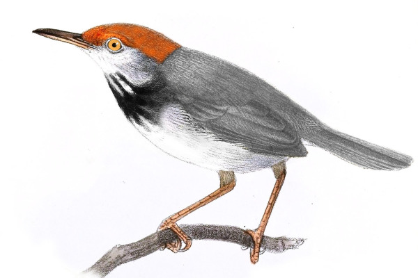 Cambodian Tailorbird