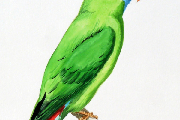 Camiguin Hanging Parrot