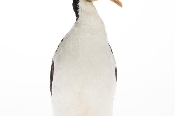 Campbell shag