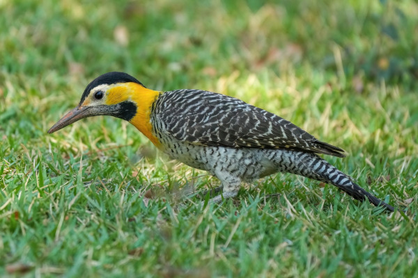 Campo Flicker
