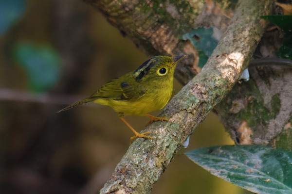 Canary Islands Chiffchaff