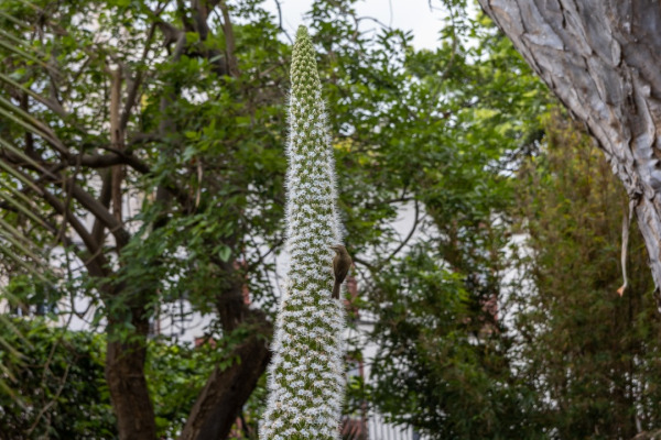 Canary Islands Chiffchaff